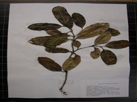 Herbarium sample